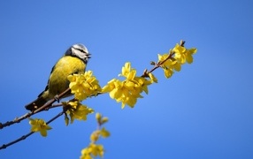 Синица сидит на ветке с желтыми цветами