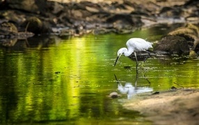 A white heron with a sharp beak hunts in a pond
