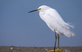 Белая цапля с острым клювом стоит на песке