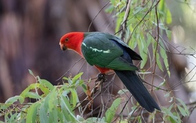 Australian king parrot on a tree branch