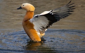 Beautiful brown goose in the water