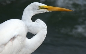 Beautiful egret with a long sharp beak