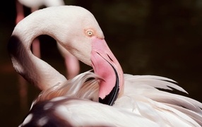 Красивый розовый фламинго крупным планом