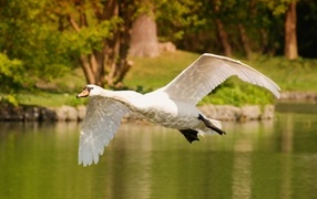 Красивый белый лебедь летит над водой
