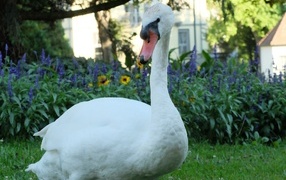 Красивый белый лебедь на фоне цветов