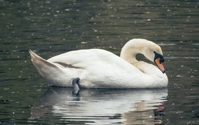 Красивый белый лебедь плавает в воде