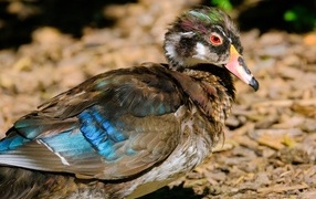 Красивая дикая утка 