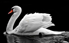 Big beautiful white swan in the water