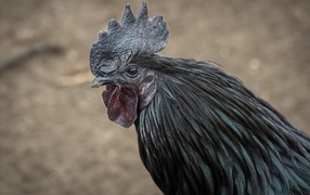 Big black pet cock