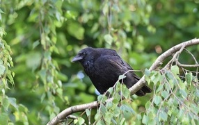 Big black raven sitting on a branch