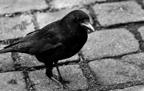 Большой черный ворон стоит на дороге