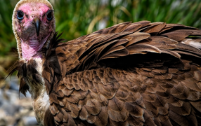 Big brown vulture close up
