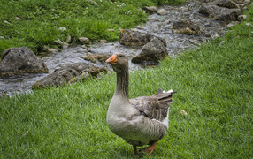 Большой гусь на траве у ручья