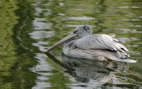 Большой серый пеликан в воде
