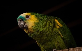 Большой зеленый попугай на черном фоне