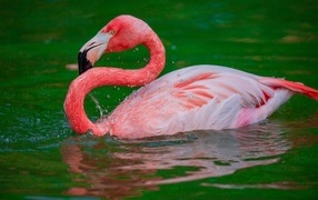 Большой розовый фламинго плавает в воде 