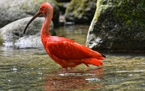 Большой красный ибис в воде