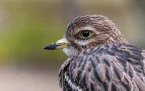 Птица с острым коротким клювом