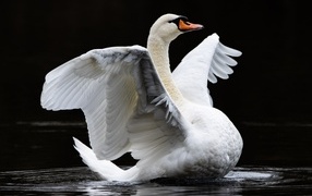 Большой белый лебедь расправил крылья в воде