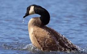 Big wild goose swimming in the lake
