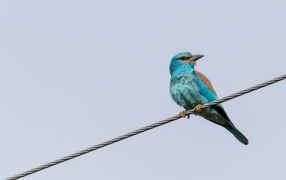 Птица европейский роллер сидит на проводе 