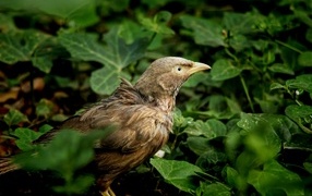 Птица прячется в зеленых листьях на земле