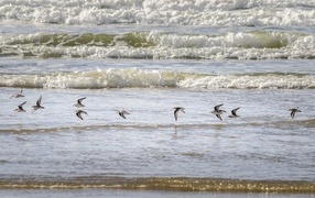 Птицы пролетают над морскими волнами