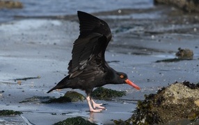 Черная птица с красным клювом на песке у моря
