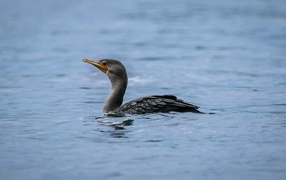 Black cormorant hunting in the water