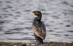 Black cormorant stands by the water