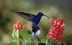 Черная птица колибри над красным цветком