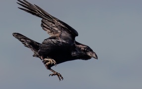 Черный ворон летит в небе