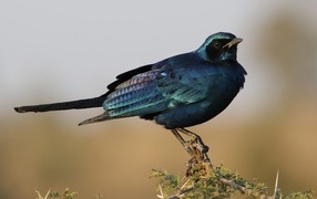 Black starling sitting on a branch