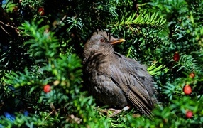 Черный обыкновенный дрозд в ветках