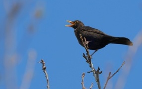 Черный дрозд поет на ветке дерева
