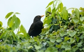 Черный дрозд сидит в ветках дерева