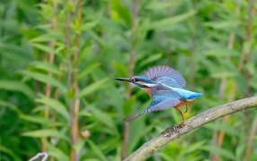 Голубая птица зимородок взлетает с ветки