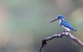 Голубая птица зимородок с острым клювом на ветке