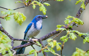 Голубая сойка сидит на ветке дерева