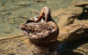 Коричневая утка чистит перья в воде