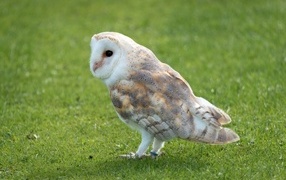 Brown owl on green grass