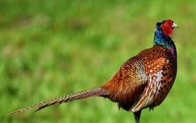 Коричневый фазан крупным планом