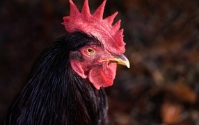 Коричневый петух с красным гребнем
