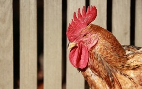 Brown rooster with red comb