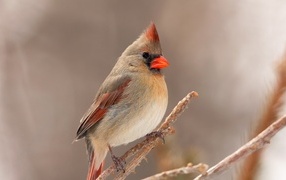 Птица кардинал сидит на ветке дерева