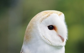 Милая обыкновенная сипуха крупным планом