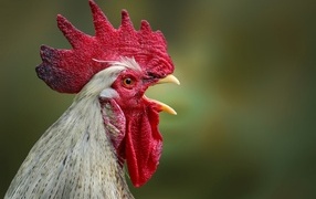 Домашний петух с открытым клювом