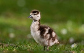 Утенок стоит в зеленой траве