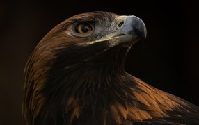 Голова орла на черном фоне