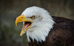 Eagle with open sharp beak